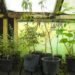 university of western australia, plant communication, plants talk to each other, dr monica gagliano, gagliano plants, botany, ents, plants talk