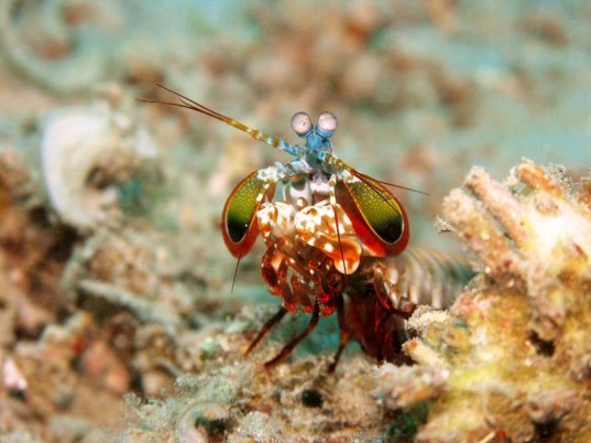 harlequin mantis shrimp, peacock mantis shrimp, biomimicry, bio-mimicry, body armour, shrimp clubs, shrimp claws, composite materials,