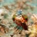 harlequin mantis shrimp, peacock mantis shrimp, biomimicry, bio-mimicry, body armour, shrimp clubs, shrimp claws, composite materials,