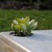 MDC Interiors, Indoor Concrete Wall Planter, Michael Carpenter, Atlanta, Georgia, Succulents, planter