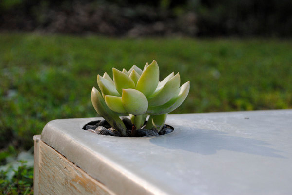 MDC Interiors, Indoor Concrete Wall Planter, Michael Carpenter, Atlanta, Georgia, Succulents, planter