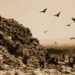 rio landfill, jardim gramacho, jardim gramacho landfill, rio +20, pollution, landfill, waste, recycling, trash mountain, waste land, gramacho