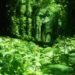 Natural Architecture, natural arch, Tunnel of Love, green tunnel, ukraine, train, Architecture, Botanical