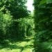 Natural Architecture, natural arch, Tunnel of Love, green tunnel, ukraine, train, Architecture, Botanical