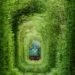 Natural Architecture, natural arch, Tunnel of Love, green tunnel, ukraine, train, Architecture, Botanical