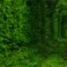 Natural Architecture, natural arch, Tunnel of Love, green tunnel, ukraine, train, Architecture, Botanical