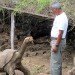 lonesome george,galapagos,giant tortoise,george,extinction