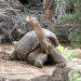 lonesome george,galapagos,giant tortoise,george,extinction
