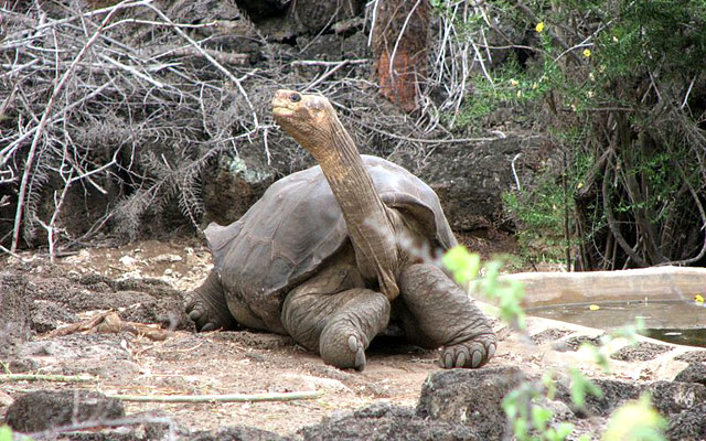 lonesome george,galapagos,giant tortoise,george,extinction
