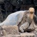 lonesome george,galapagos,giant tortoise,george,extinction