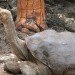lonesome george,galapagos,giant tortoise,george,extinction