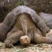 lonesome george,galapagos,giant tortoise,george,extinction
