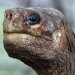 lonesome george,galapagos,giant tortoise,george,extinction