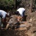 lonesome george,galapagos,giant tortoise,george,extinction