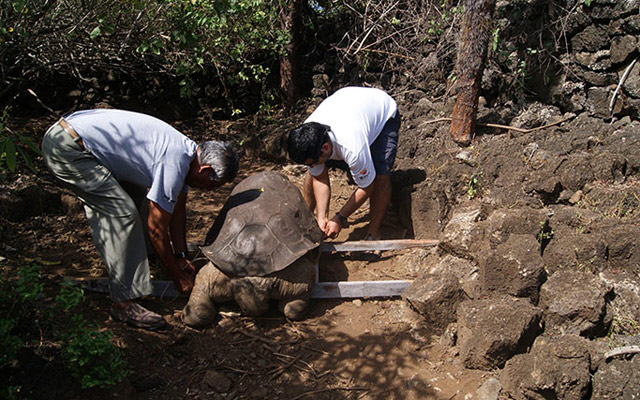 lonesome george,galapagos,giant tortoise,george,extinction