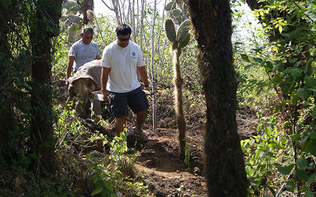 lonesome george,galapagos,giant tortoise,george,extinction