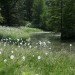 green design, eco design, sustainable design, LED light, Bruce Munro, Light installations, Philadelphia, Longwood Gardens