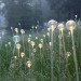 green design, eco design, sustainable design, LED light, Bruce Munro, Light installations, Philadelphia, Longwood Gardens