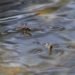submarine design, water boatmen, corixidae, biomimicry, bio-mimicry, hexi university, water vehicle design, submarine