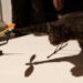 dead cat helicopter, bart jansen, orvillecopter, dead cat bart jansen, orville dead cat, bart jansen controversy, PETA, orville remote controlled helicopter, remote controlled cat