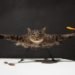 dead cat helicopter, bart jansen, orvillecopter, dead cat bart jansen, orville dead cat, bart jansen controversy, PETA, orville remote controlled helicopter, remote controlled cat
