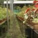 university of western australia, plant communication, plants talk to each other, dr monica gagliano, gagliano plants, botany, ents, plants talk