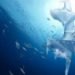 The SeaOrbiter, SeaOrbiter, marine exploration, marine research, oceans, uss enterprise, marine vessel, renewable energy, biodiesel, wave power, wave energy, wind energy, wind power