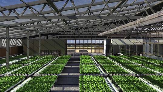 rooftop farm, bright farms, brooklyn rooftop farms, hydroponic farming, sunset park, local food