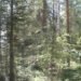 Treehotel, Mirrorcube, DIY, mirror-walls, wood, recyclable aluminum, water-efficient, high-up room, trees, Bolle Tham, Martin Videgård, Water Issues, Sustainable Building, architecture,
