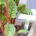 Upper East Side Hotel, Cape Town, World Design Capital 2014, South Africa, urban farming, Urban Harvest, greens, eco-friendly hotel, travel, tourism, sustainably-sourced timber, green design, sustainable design, eco-design, organic food