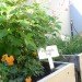 Upper East Side Hotel, Cape Town, World Design Capital 2014, South Africa, urban farming, Urban Harvest, greens, eco-friendly hotel, travel, tourism, sustainably-sourced timber, green design, sustainable design, eco-design, organic food