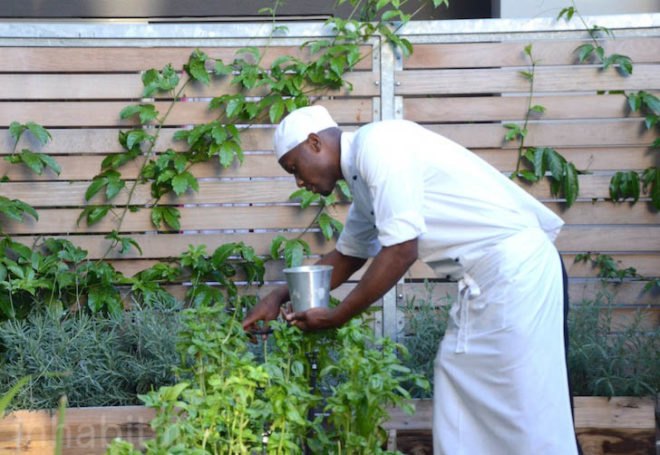 Upper East Side Hotel, Cape Town, World Design Capital 2014, South Africa, urban farming, Urban Harvest, greens, eco-friendly hotel, travel, tourism, sustainably-sourced timber, green design, sustainable design, eco-design, organic food