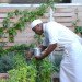 Upper East Side Hotel, Cape Town, World Design Capital 2014, South Africa, urban farming, Urban Harvest, greens, eco-friendly hotel, travel, tourism, sustainably-sourced timber, green design, sustainable design, eco-design, organic food