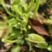 carnivorous plants, venus flytrap, dr jonathan millet, loughborough university, carbon emissions, nitrogen, acid rain, nitrogen soil,