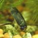 submarine design, water boatmen, corixidae, biomimicry, bio-mimicry, hexi university, water vehicle design, submarine