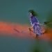 submarine design, water boatmen, corixidae, biomimicry, bio-mimicry, hexi university, water vehicle design, submarine