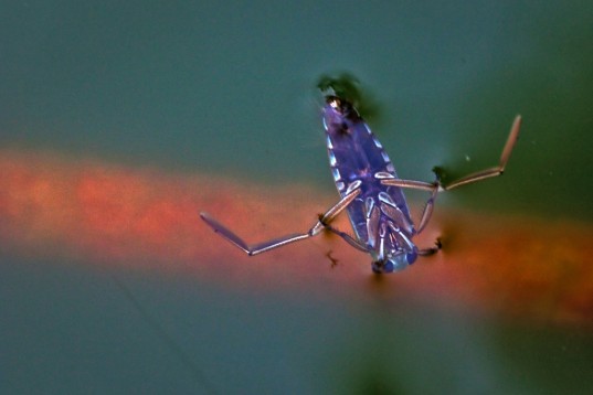 submarine design, water boatmen, corixidae, biomimicry, bio-mimicry, hexi university, water vehicle design, submarine