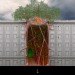 Studio Bijan H, Studio Bijan H's Being Nature, Being Nature, Sci-Arc Thesis, Treehouses, using trees in architecture, tree architecture, treehouse design, urban treehouse