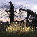 bruce munro, fields of light, ayers rock, uluru, australia green art, eco art, sustainable art, green lighting, led, led lighting, light emitting diodes, led flowers, sustainable design, green design