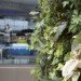 Corus Quay, Toronto, Corus Entertainment, Diamond Schmitt Architects, Living Wall, Vegetated Wall