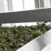 Corus Quay, Toronto, Corus Entertainment, Diamond Schmitt Architects, Living Wall, Vegetated Wall