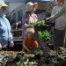 Petaluma, California, Edible Garden, edible lawn, Daily Acts, organic garden