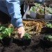 Petaluma, California, Edible Garden, edible lawn, Daily Acts, organic garden