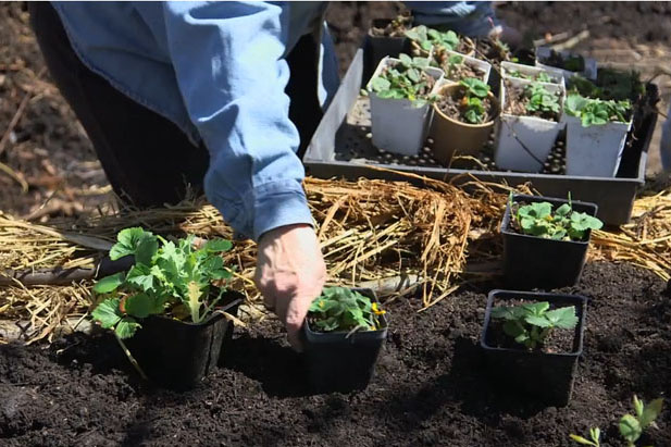 Petaluma, California, Edible Garden, edible lawn, Daily Acts, organic garden