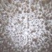 daniel macdonald, shio light, shiostudio, salt light, salt lamp, crystal formation