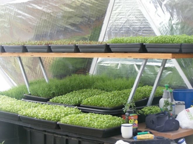 domegrown, geodesic dome greenhouses, photosynthesis, green design, sustainable design, eco architecture, gardening