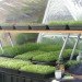 domegrown, geodesic dome greenhouses, photosynthesis, green design, sustainable design, eco architecture, gardening