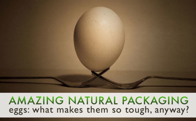 packaging the future, starre vartan, egg design, egg inspiration, how eggs are structured, learning from egg design, eggs as packaging, green packaging, natural packaging, eggs as natural packaging, what gives eggs strength, egg shape