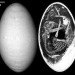 egg, embryo, inside an egg, egg design, what an egg is made up of