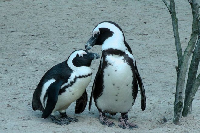 Father's Day at the Staten Island Zoo, Father's Day NYC, father's day, father's day gift ideas, father's day activities, father's day things to do in nyc, nyc events, things to do nyc, green events, green events nyc, green things to do for father's day, nyc activities